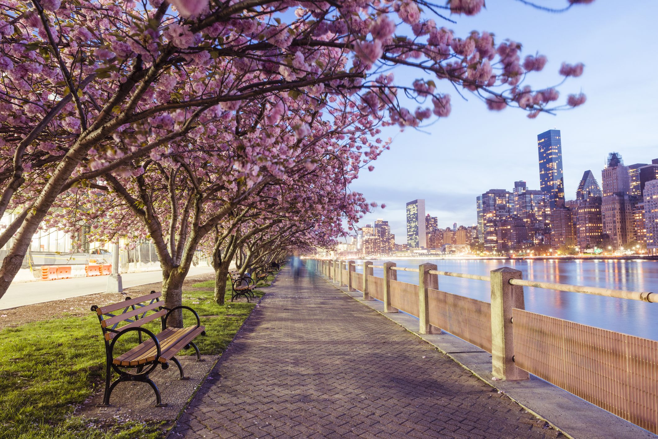 Spring Cherry Blossoms on Roosevelt Ave in New York City