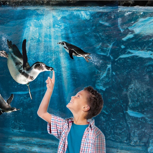 Zaronite u avanturu: vaš vodič kroz Akvarij u Cattolici u 2025.