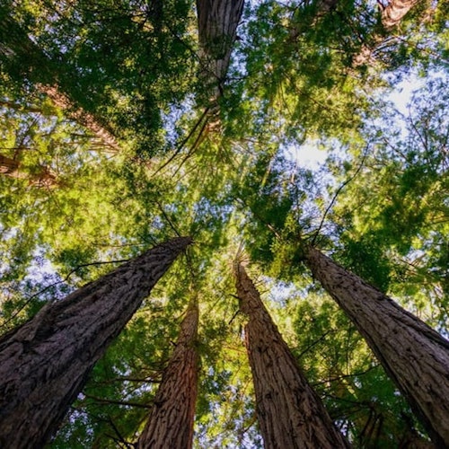 🌲 Ojej, Twoje gaździna wyświetlać potrzebuje tej przyrodniczej fotoszalencji