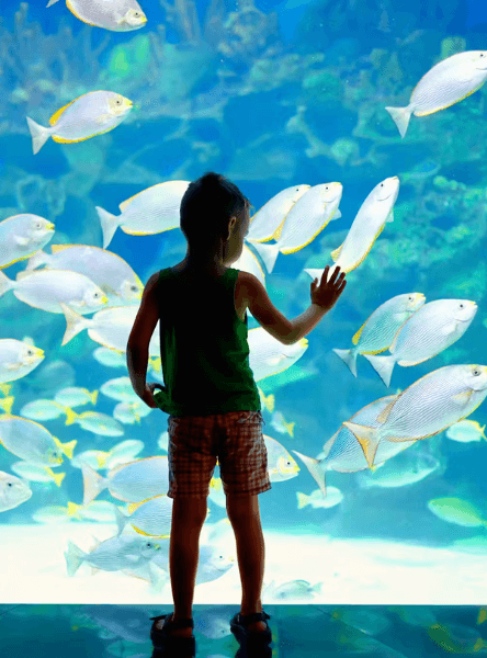 The Digital Renaissance of Cultural Immersion