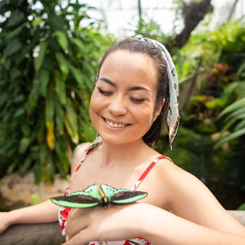 Celebrate Christmas at the Australian Butterfly Sanctuary