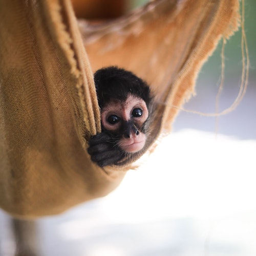 Akumal: Božićna avantura izvan tradicije